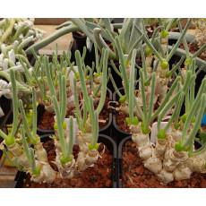Monilaria moniliformis (A)